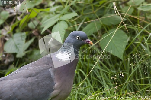 Image of forest pigeon