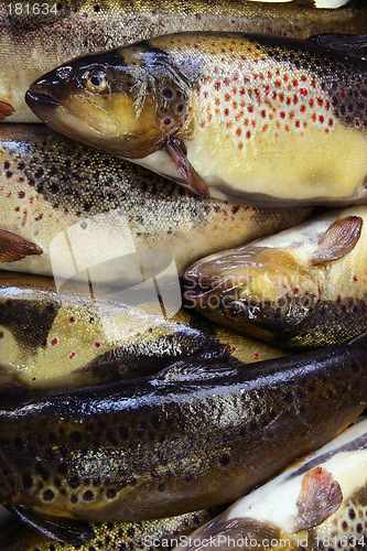 Image of Fresh fish