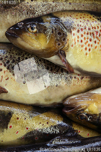 Image of Fresh fish