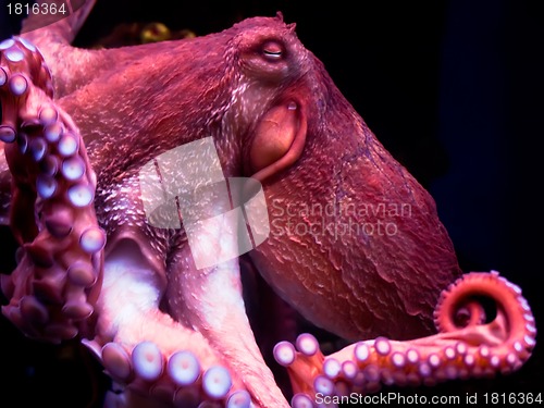 Image of Octopus