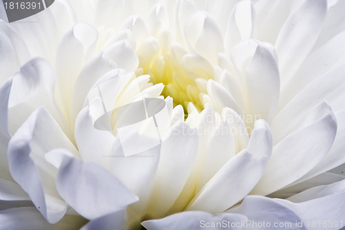 Image of Chrysanthemum