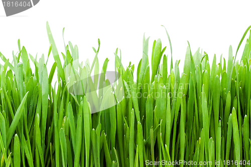 Image of Grass