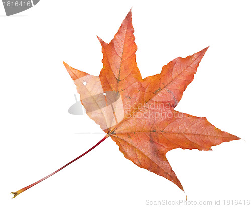 Image of Maple