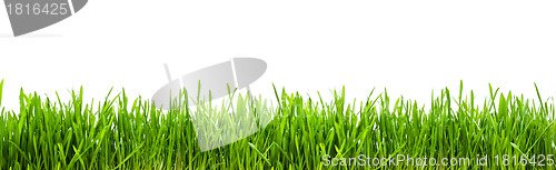 Image of Grass