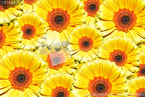 Image of Flowers background