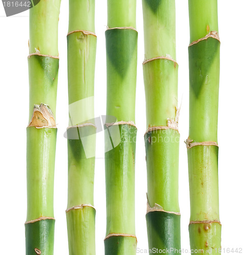 Image of Bamboo