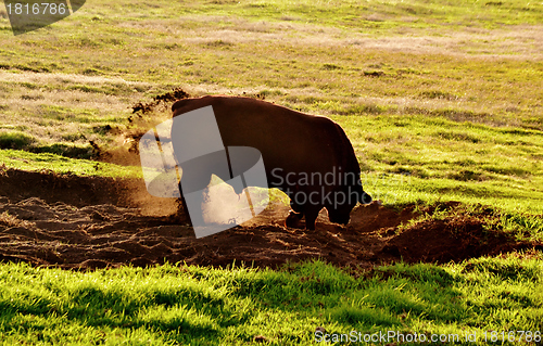 Image of Bull at sunrise