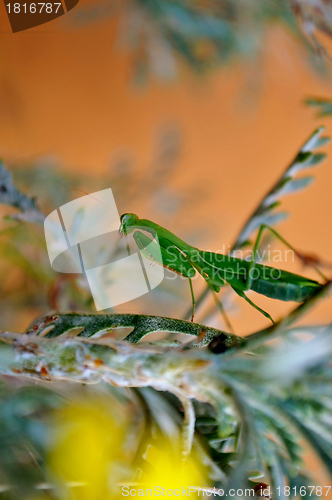 Image of Praying Mantis