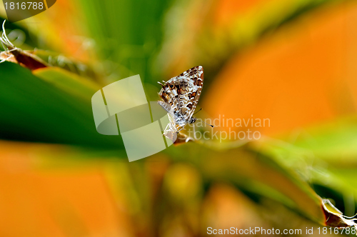 Image of Little butterfly