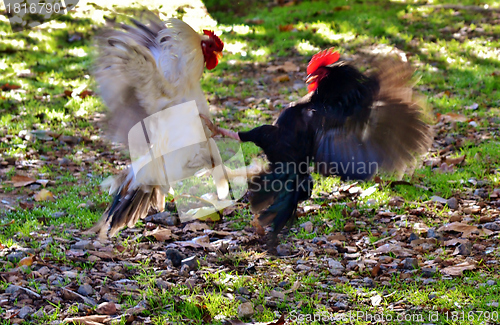 Image of Cock fight