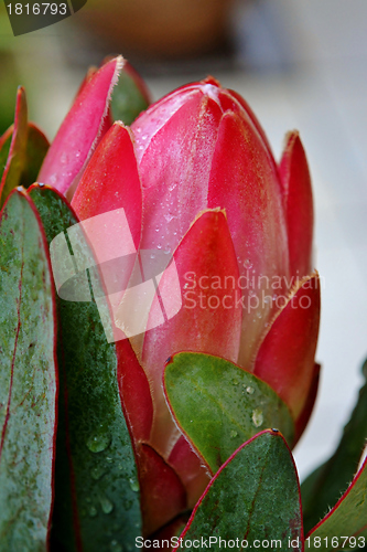 Image of Protea blossom