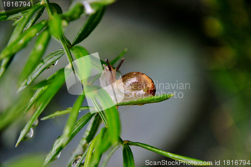 Image of Garden snail