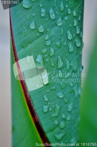 Image of Wild Banana Leaf