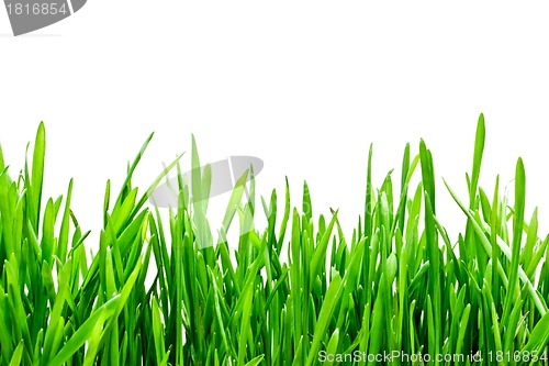 Image of Green grass