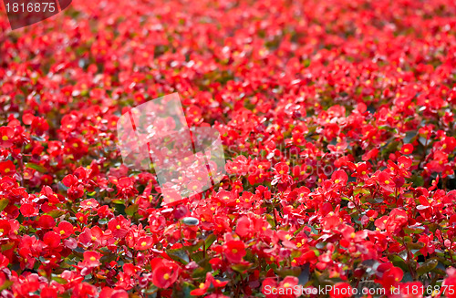 Image of Red flowers