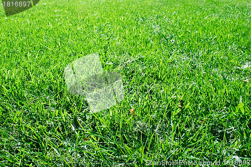 Image of Grass