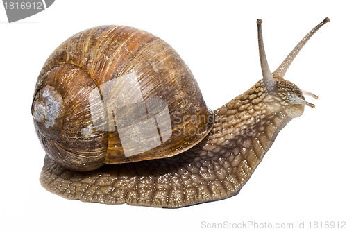 Image of Snail