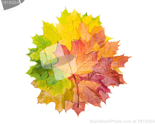 Image of Maple background
