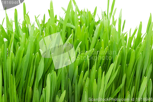 Image of Green grass