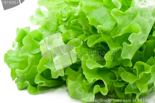Image of Lettuce