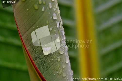 Image of Wild Banana Leaf