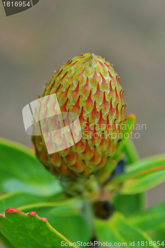 Image of Pincushion Protea Bud