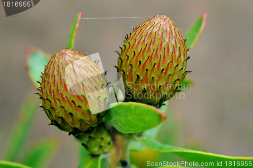 Image of Pincushion Protea Bud