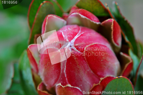 Image of Protea blossom