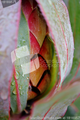Image of Protea blossom bud