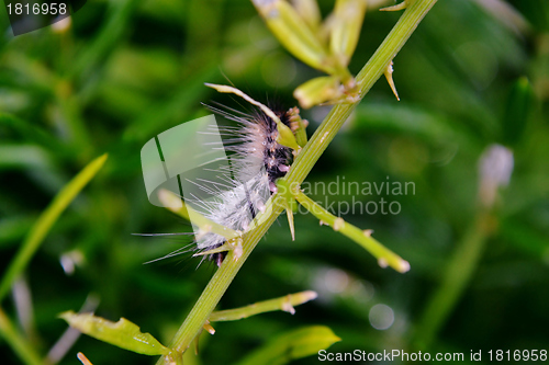 Image of Hairy caterpilla