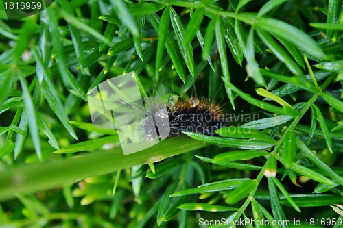 Image of Hairy caterpilla