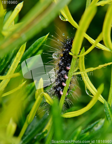Image of Hairy caterpillar