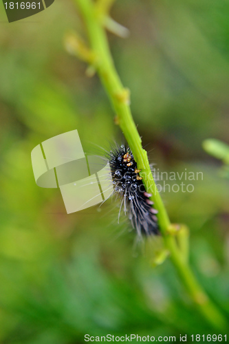 Image of Hairy caterpillar