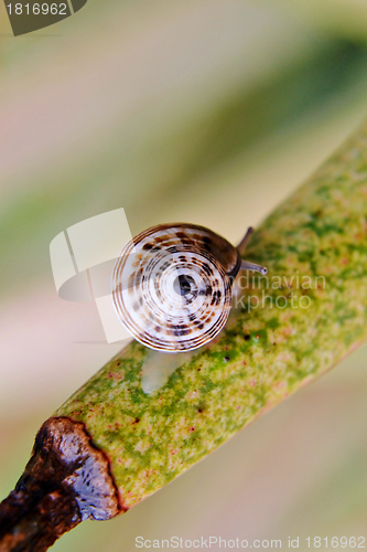 Image of Garden Snail