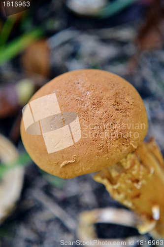 Image of Brown mushroom