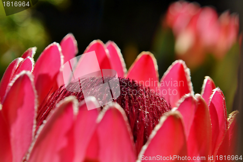 Image of Protea blossom