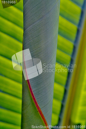 Image of Wild Banana Leaf