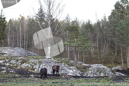 Image of rural scene in norway with two horses