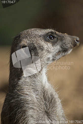 Image of Meerkat