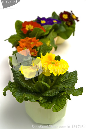 Image of Primula