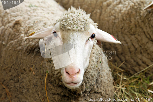 Image of Sheep