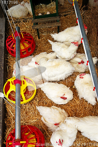 Image of Hen house