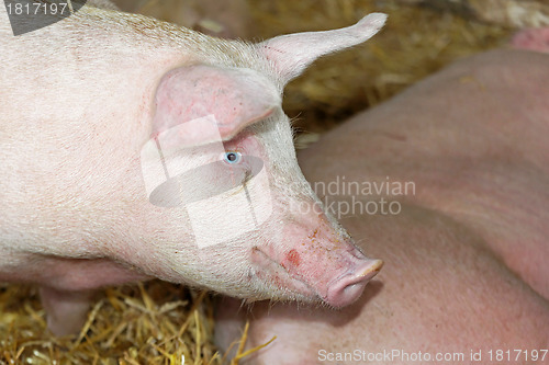 Image of Pig