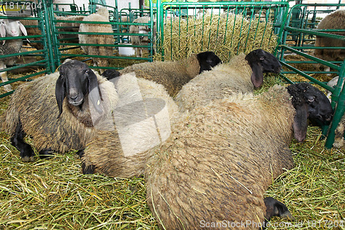 Image of Sheep pen