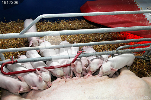 Image of Pigglets