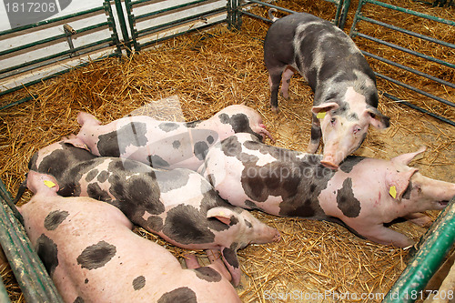 Image of Pig farm