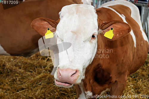 Image of Cow