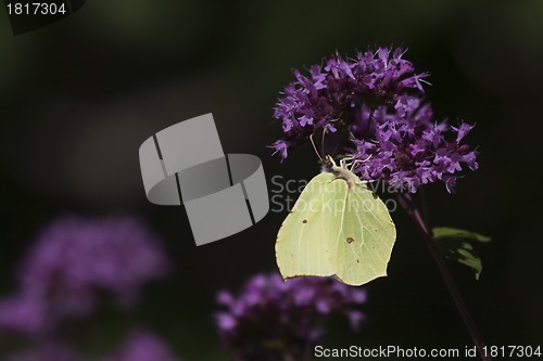 Image of brimstone butterfly