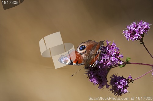 Image of peacock butterfly