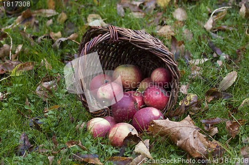 Image of red apples